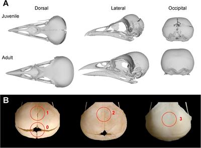 Common Patterns of Skull <mark class="highlighted">Bone Fusion</mark> and Their Potential to Discriminate Different Ontogenetic Stages in Extant Birds